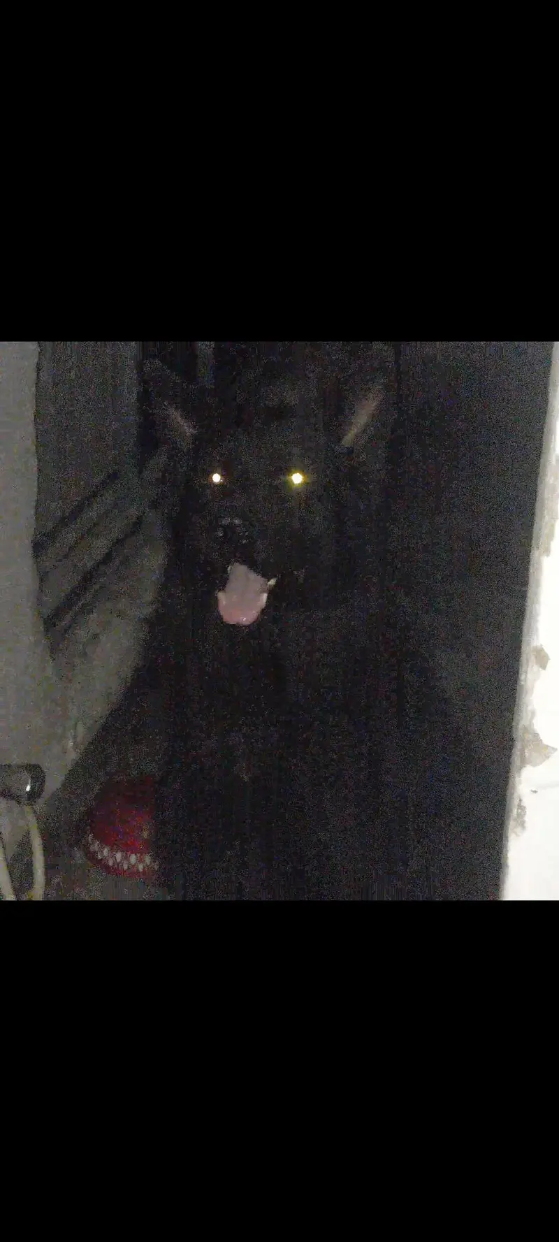 Black Long Coat German Shepherd Male | Stud Service | Lahore — photo 4
