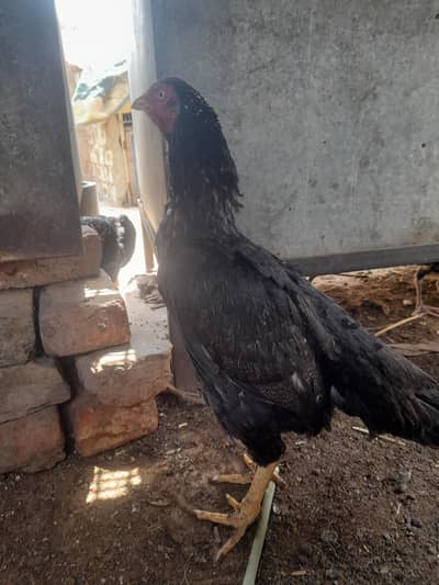 lasani sawi female
