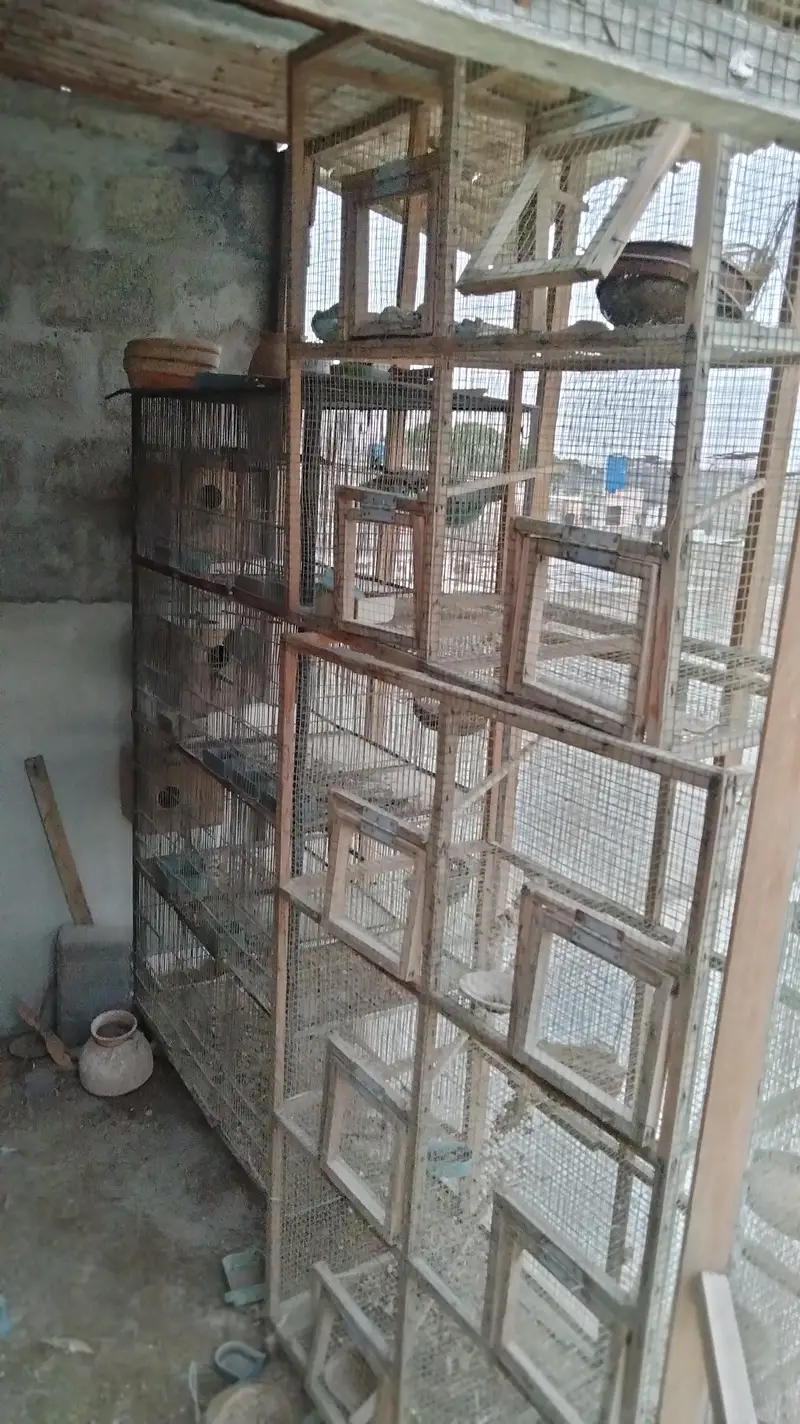 birds cage — photo 3