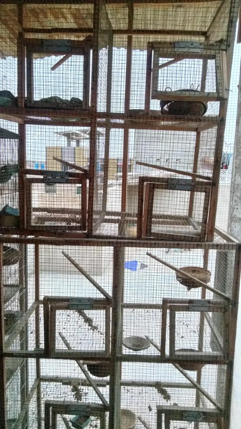 birds cage — photo 4