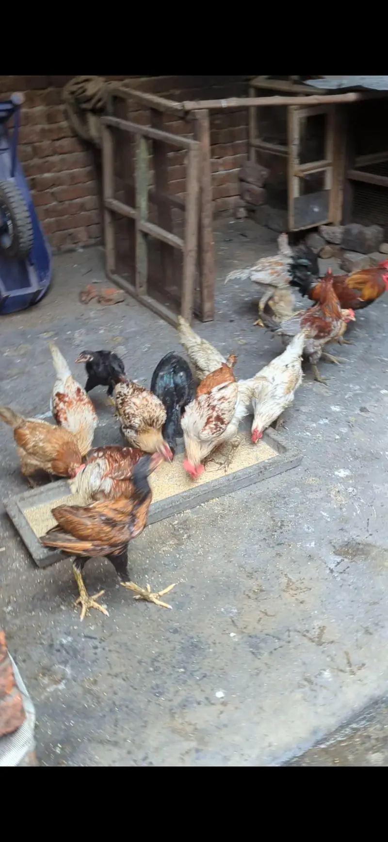 27 pieces murga murgiyan home bareed — photo 2