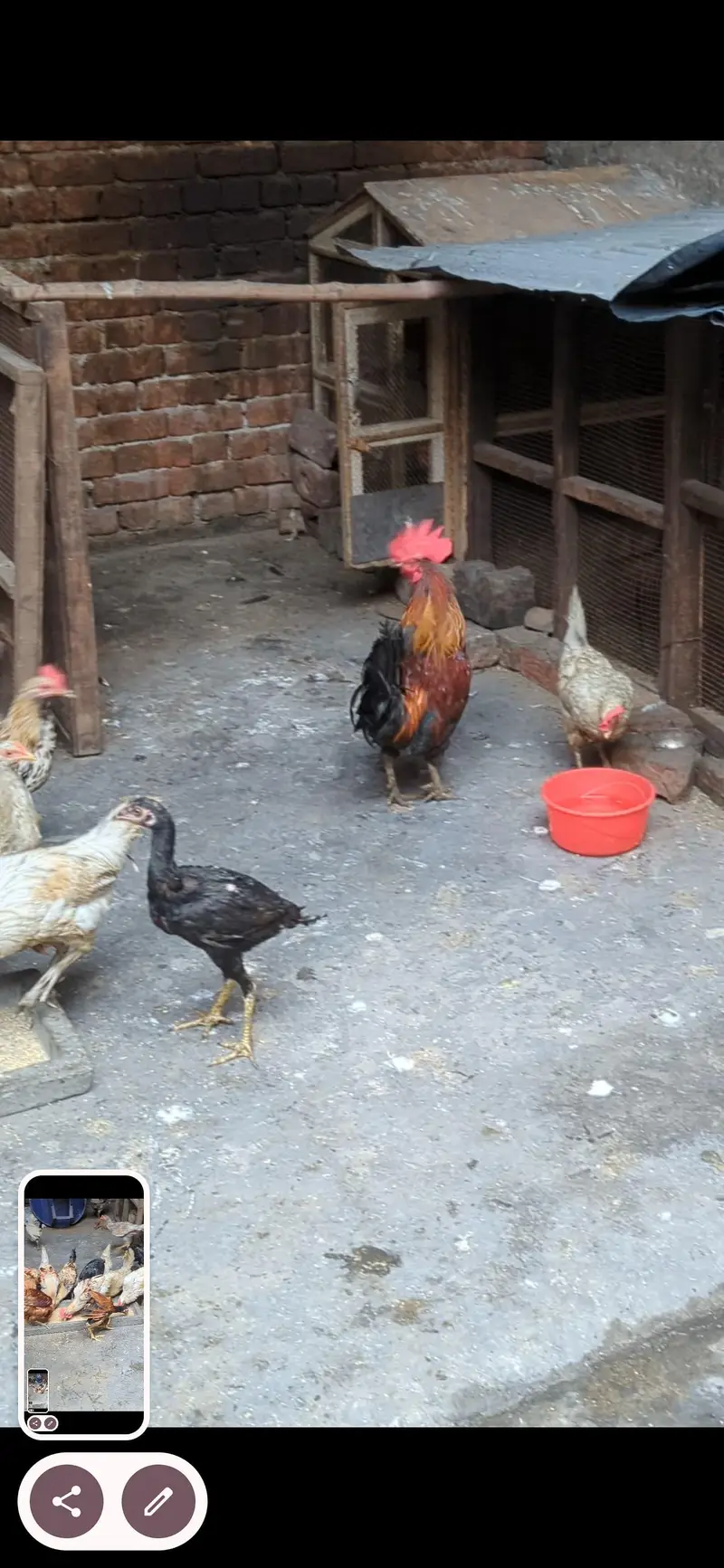 27 pieces murga murgiyan home bareed — photo 3