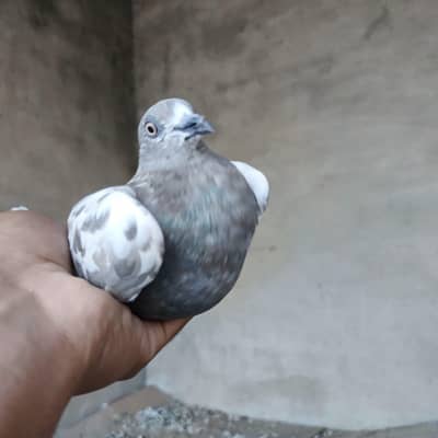 high fly female Qasid male