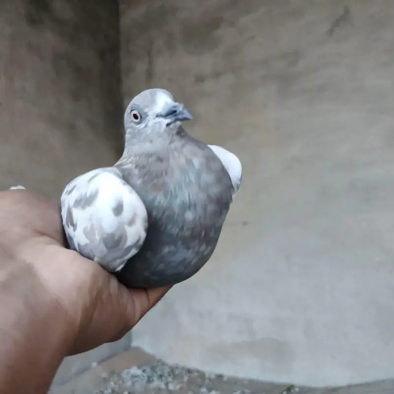 high fly female Qasid male