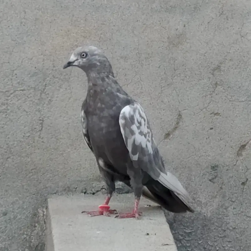 high fly female Qasid male — photo 3