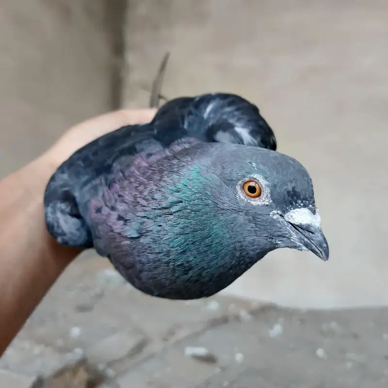high fly female Qasid male — photo 4