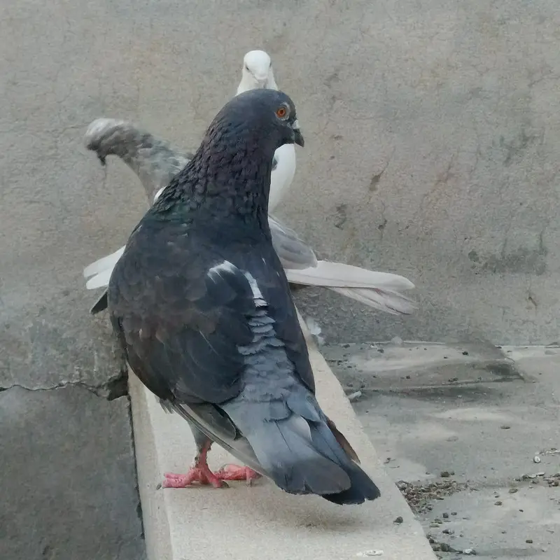 high fly female Qasid male — photo 6