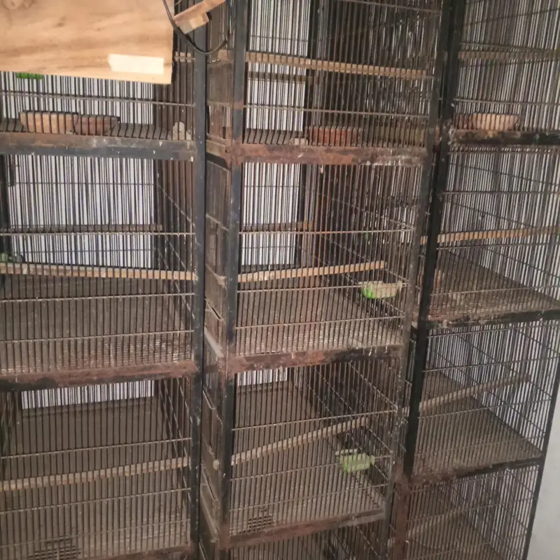 love birds cages boxes pots incubator show bird cage