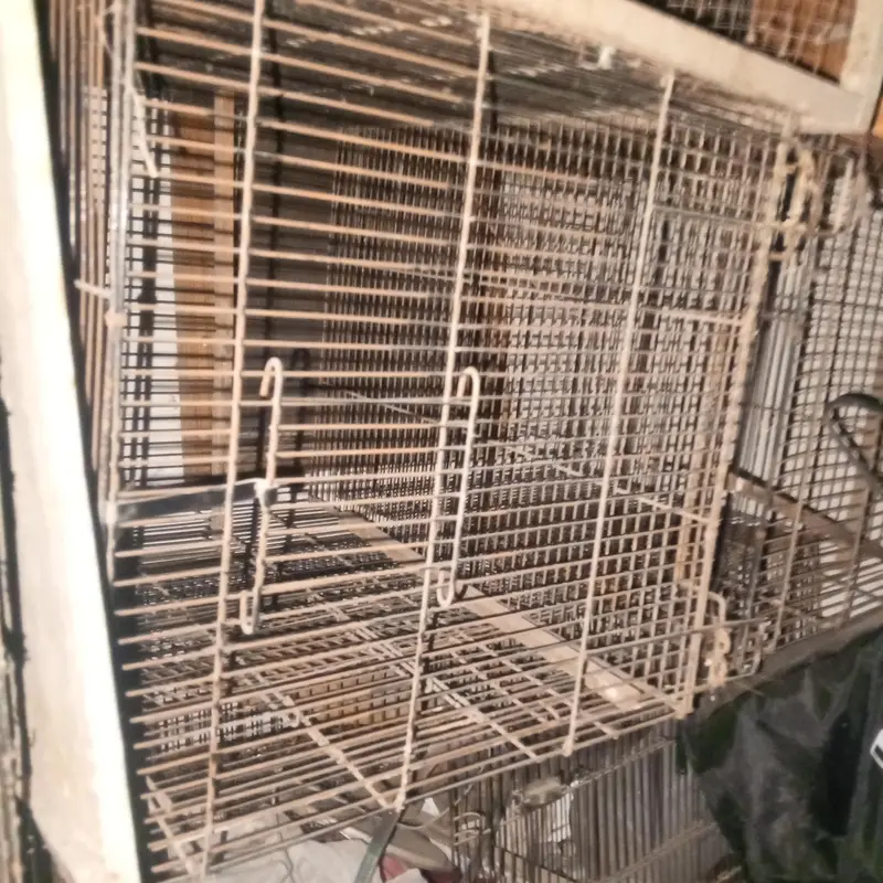 love birds cages boxes pots incubator show bird cage — photo 2