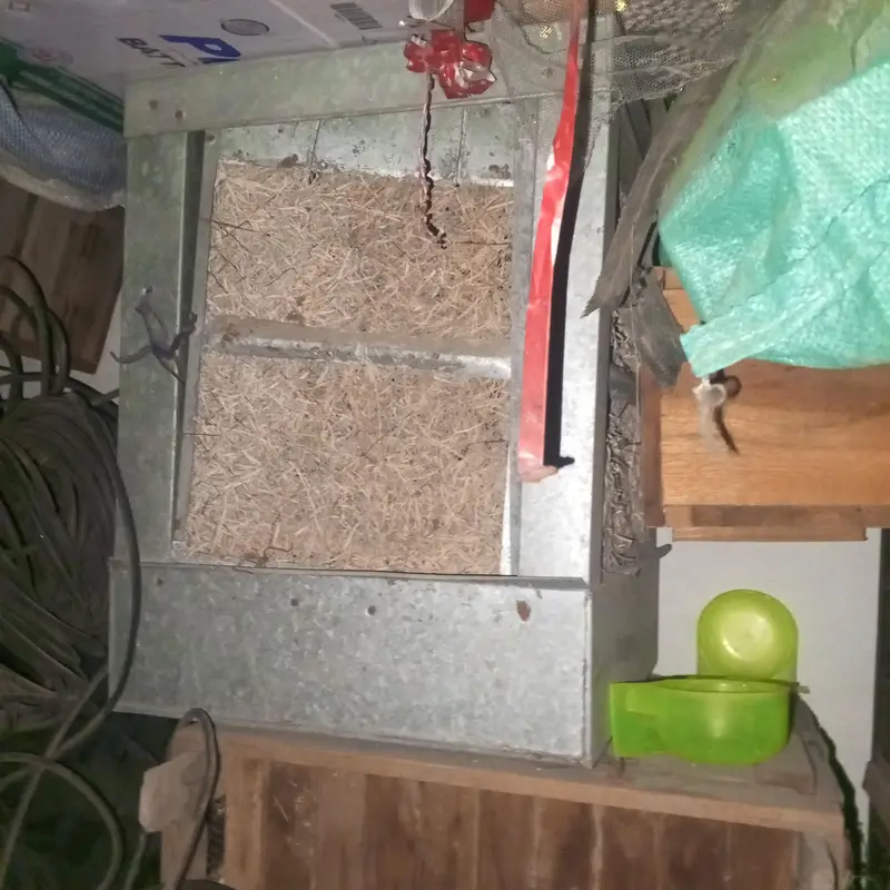 love birds cages boxes pots incubator show bird cage — photo 4