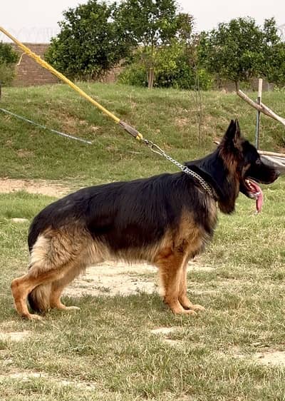 Pink Pedigree Long Coat German Shepherd for Stud