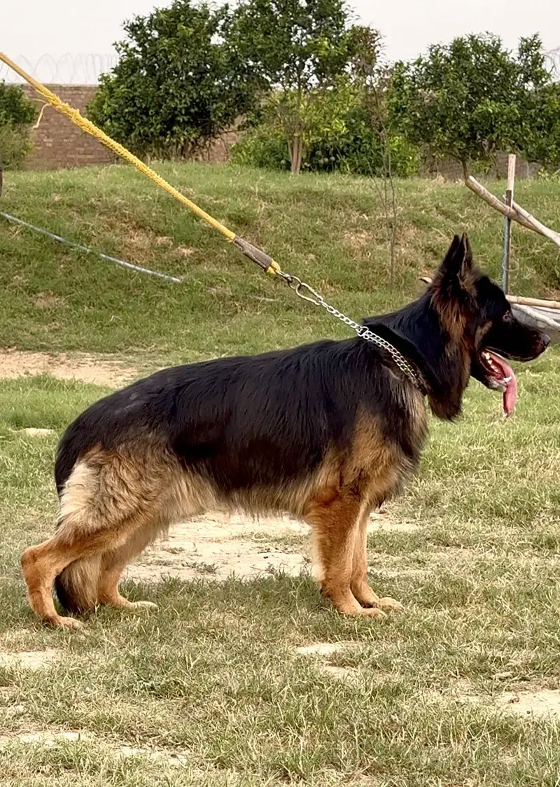 Pink Pedigree Long Coat German Shepherd for Stud