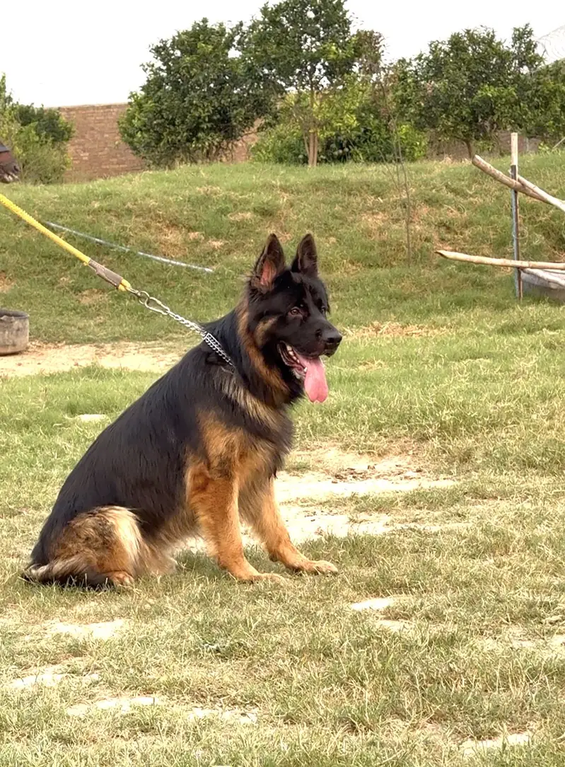 Pink Pedigree Long Coat German Shepherd for Stud — photo 2