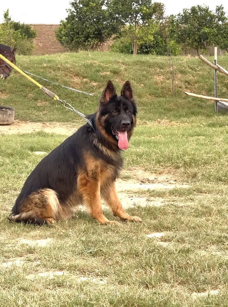 Pink Pedigree Long Coat German Shepherd for Stud — photo 3