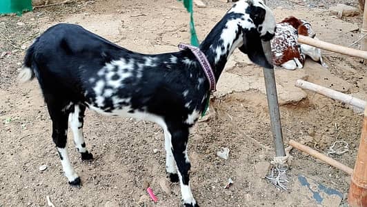 Makhee Cheena Jori for Sale 2 Dant