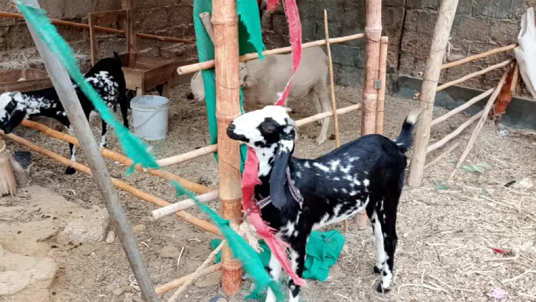 Makhee Cheena Jori for Sale 2 Dant — photo 2