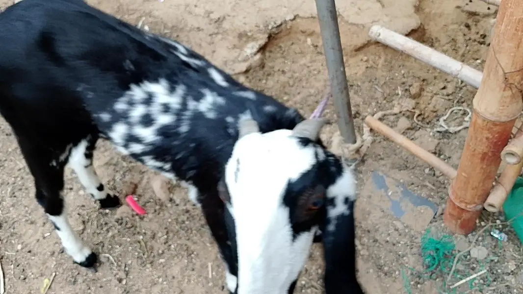 Makhee Cheena Jori for Sale 2 Dant — photo 3