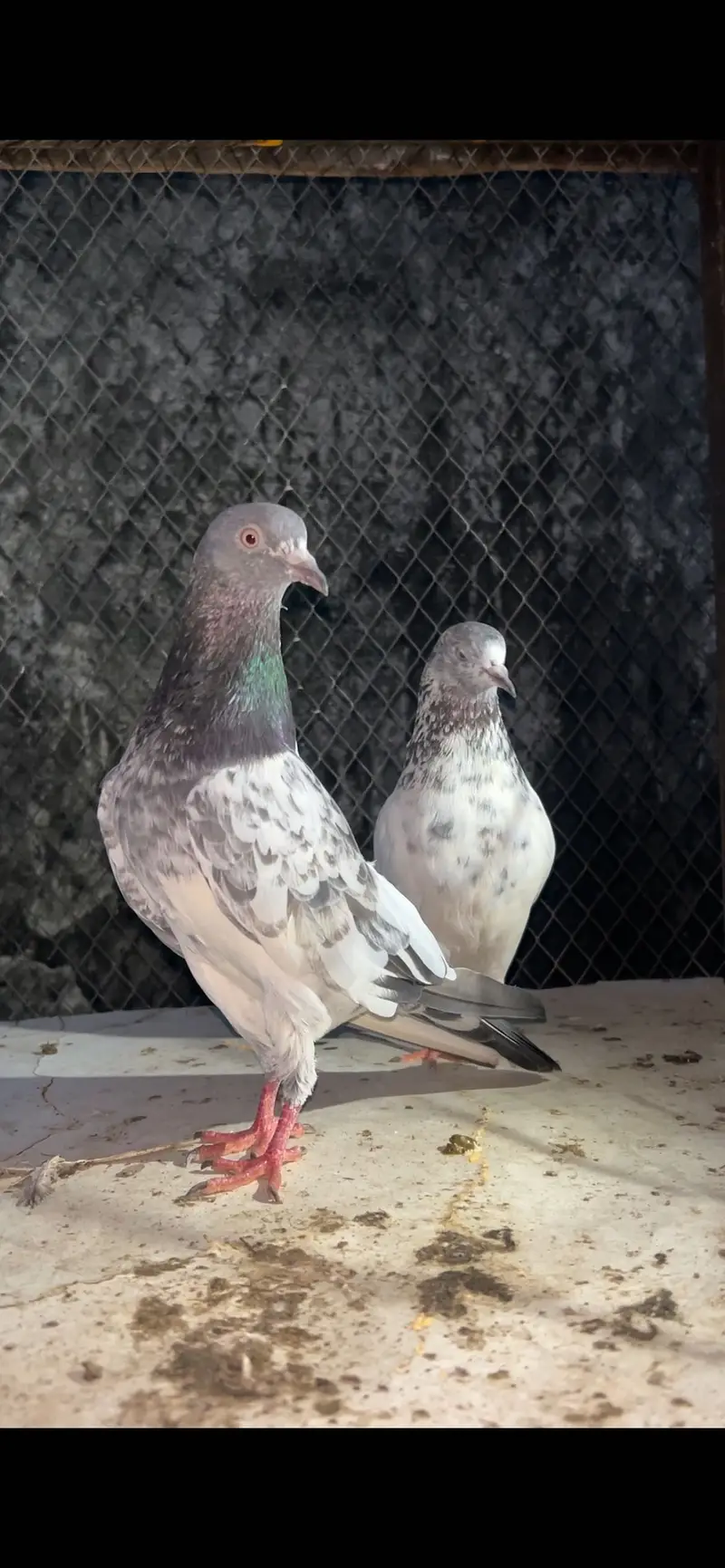 Golden Sialkoti and Teddy Kabutar — photo 3