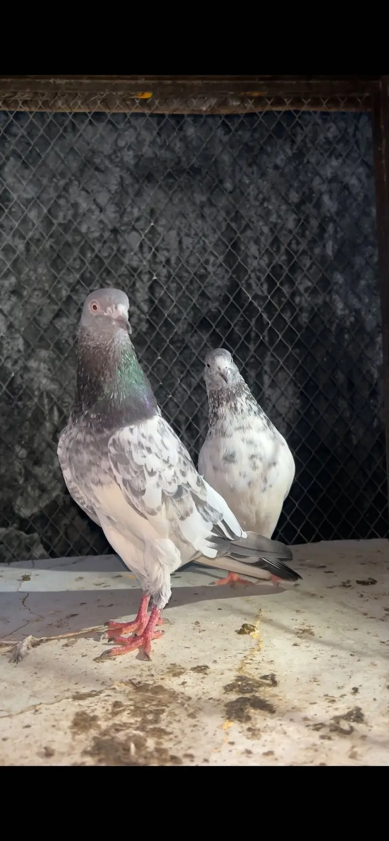 Golden Sialkoti and Teddy Kabutar — photo 4