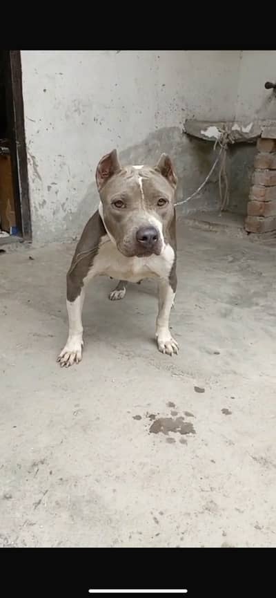 Pitbull female for sale non pet