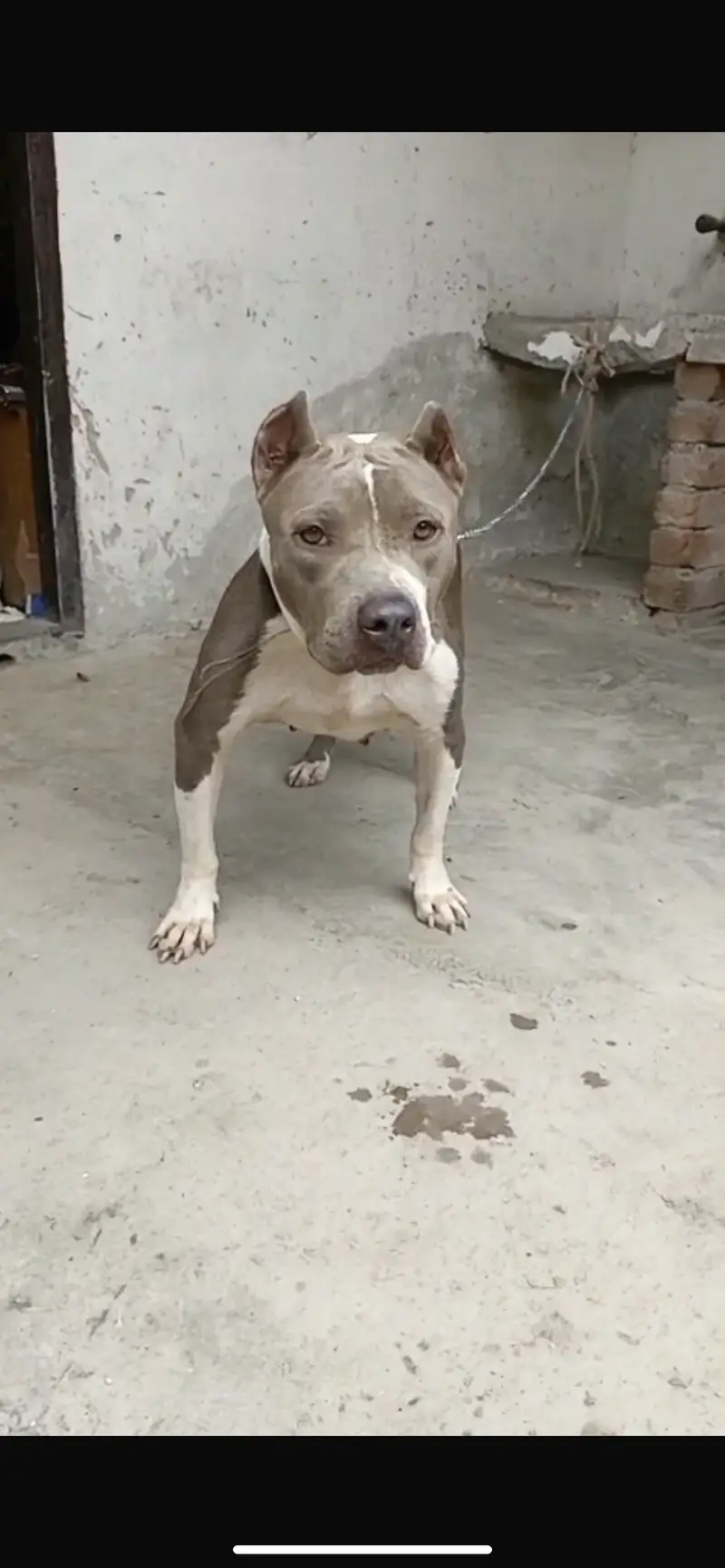 Pitbull female for sale non pet