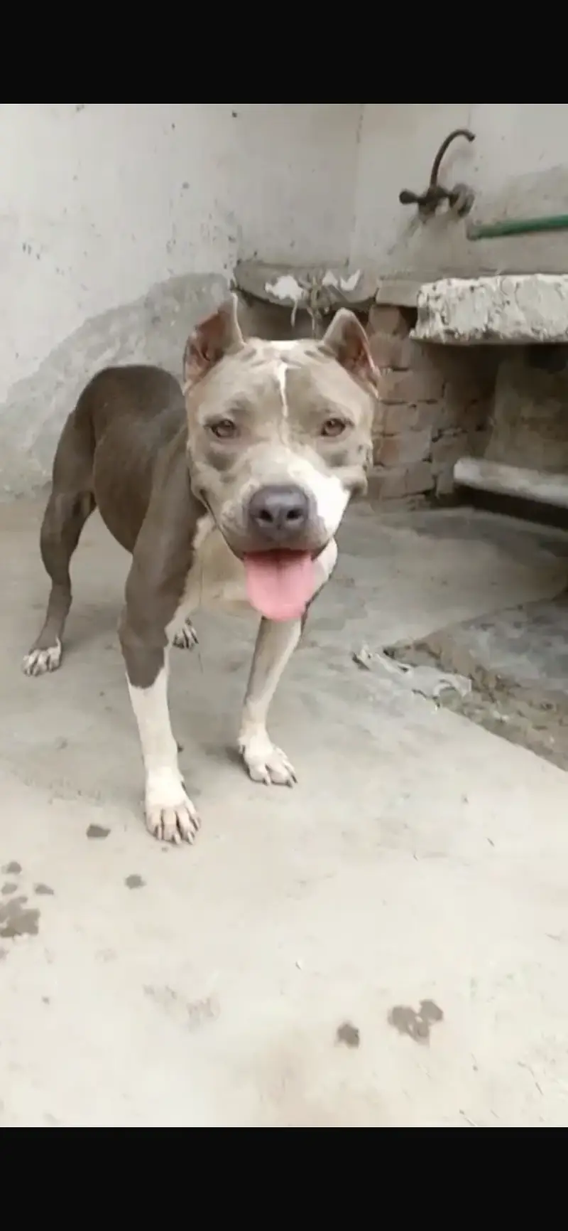Pitbull female for sale non pet — photo 2