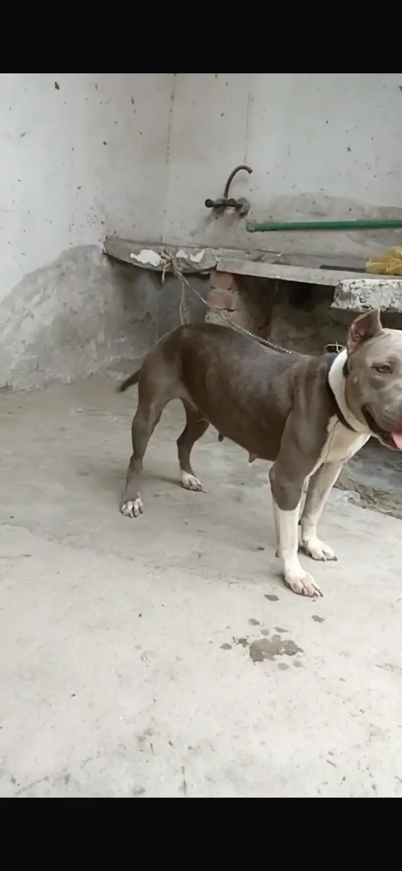 Pitbull female for sale non pet — photo 3