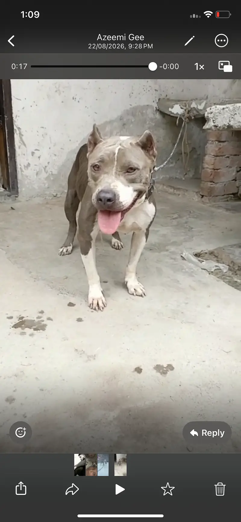 Pitbull female for sale non pet — photo 4