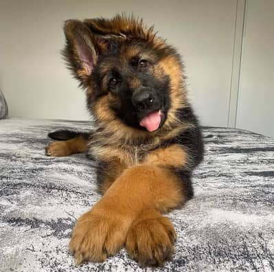 German shepherd long coat & Husky long coat british labrador.