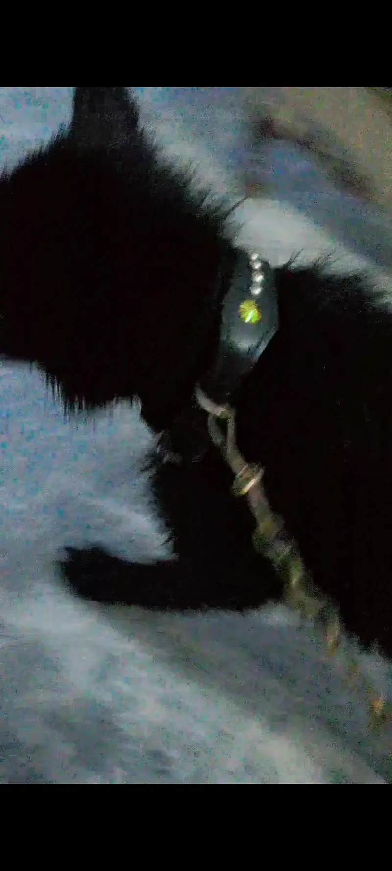 Black Long Coat German Shepherd Male | Stud Service | Lahore — photo 6