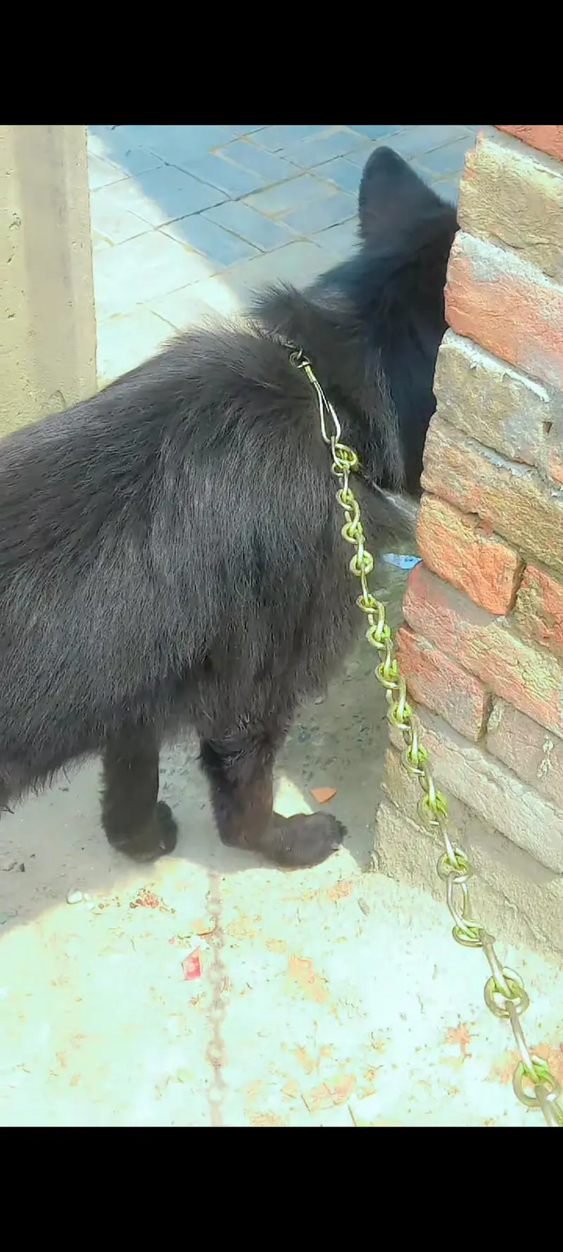 Black Long Coat German Shepherd Male | Stud Service | Lahore — photo 7
