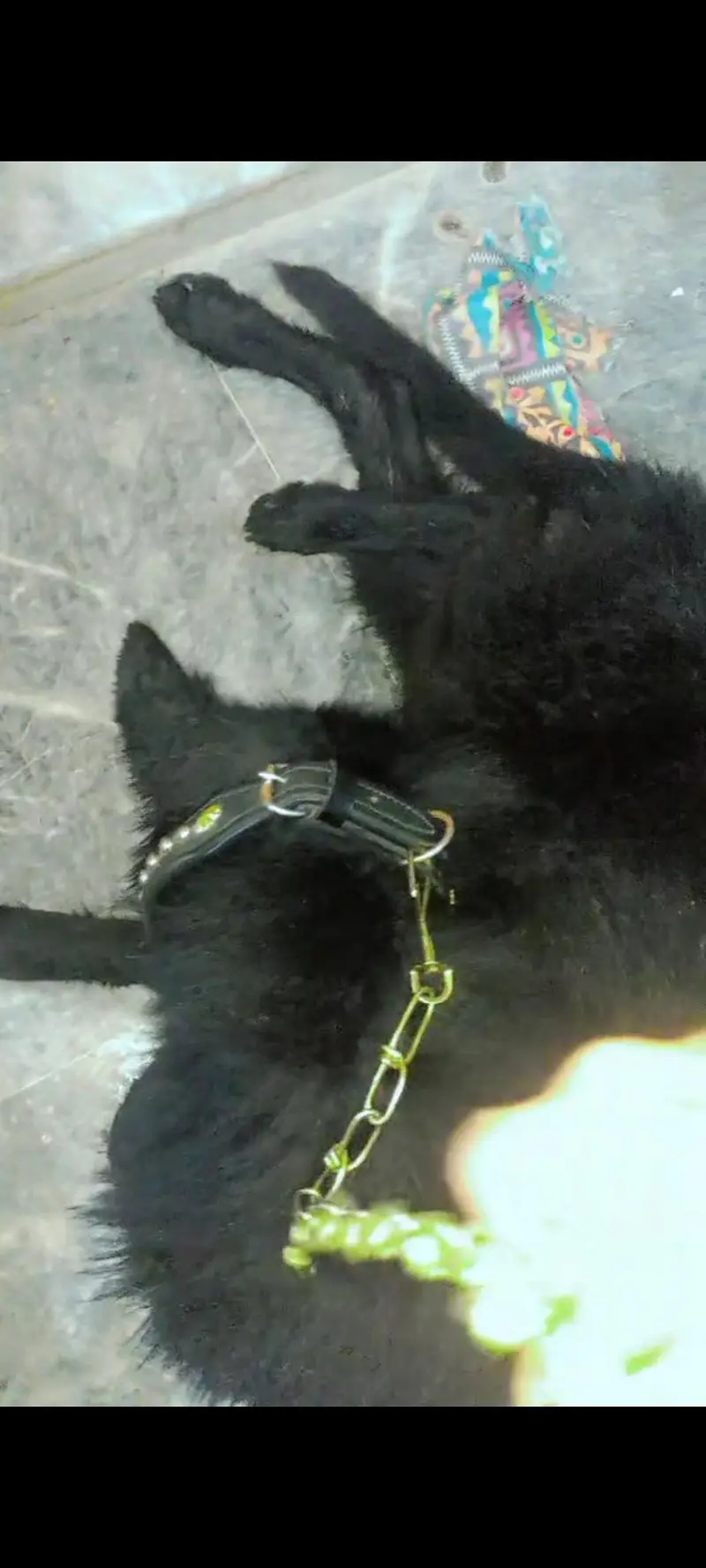 Black Long Coat German Shepherd Male | Stud Service | Lahore — photo 8
