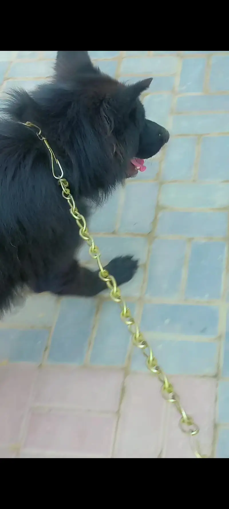 Black Long Coat German Shepherd Male | Stud Service | Lahore — photo 9