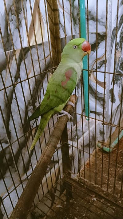 kashmiri raw breeder active female