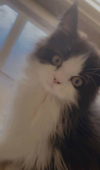  3-Month-Old Kittens Looking for Loving Homes 