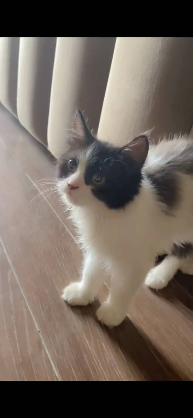  3-Month-Old Kittens Looking for Loving Homes  — photo 3