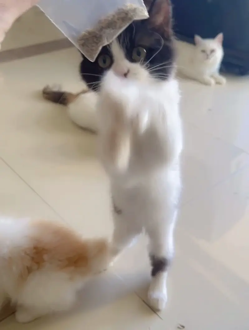  3-Month-Old Kittens Looking for Loving Homes  — photo 5