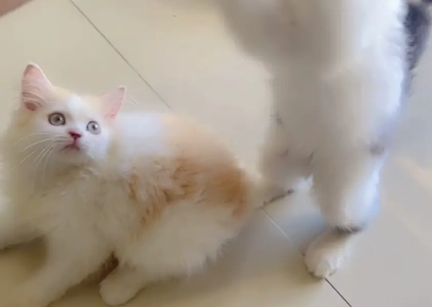  3-Month-Old Kittens Looking for Loving Homes  — photo 7