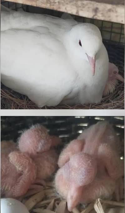 Beautiful White Red Eye Khumray (without Chicks] Contact: 03116130712