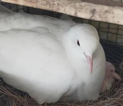 White Red Eye Khumray Pair (Without Chicks] Contact: 03116130712