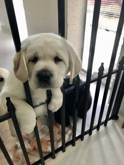 British labrador imported bloodline . German & Husky long coat avail.