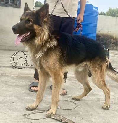 GERMAN DOUBLE COAT