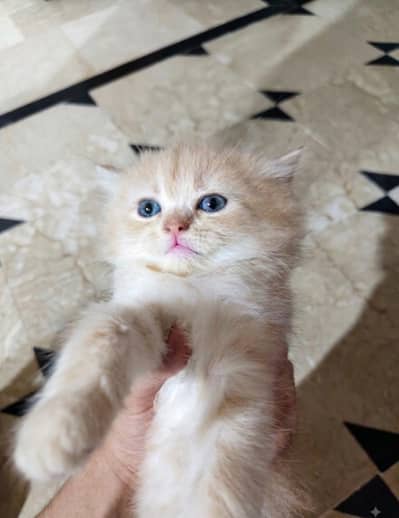 cute perisan kittens