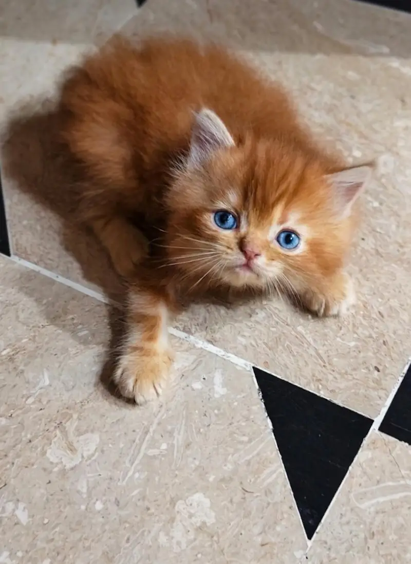 cute perisan kittens — photo 3