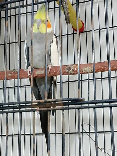 cockatiel
