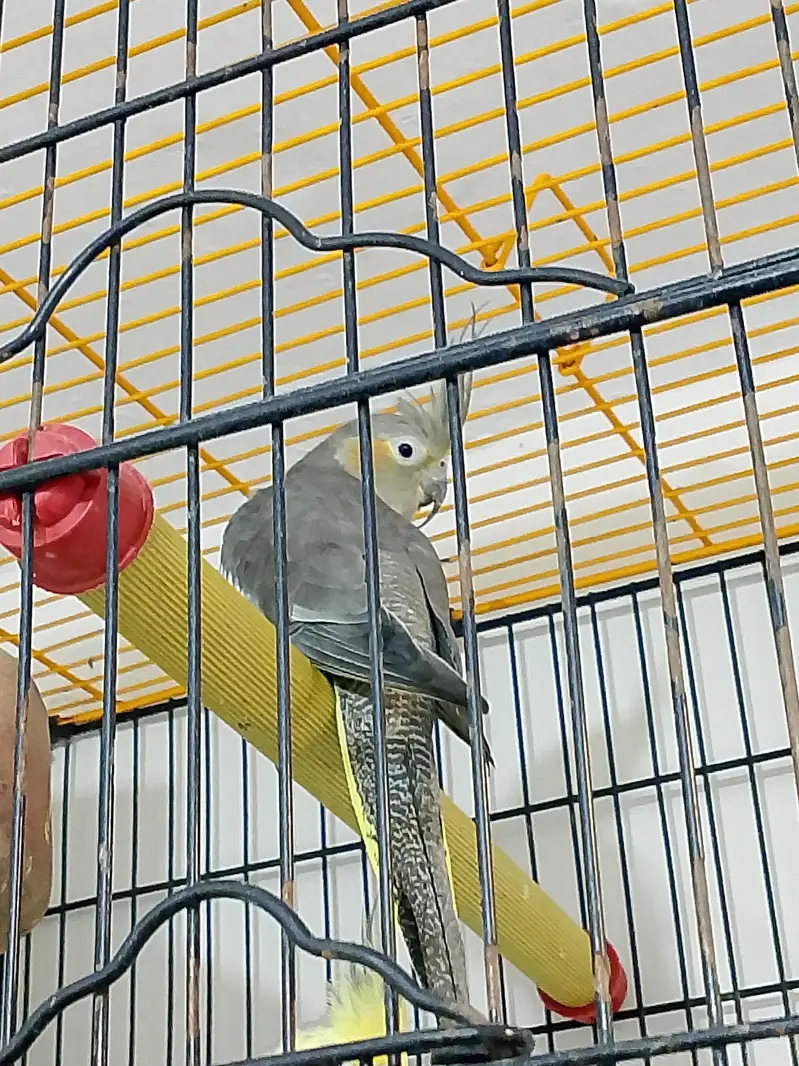cockatiel — photo 2