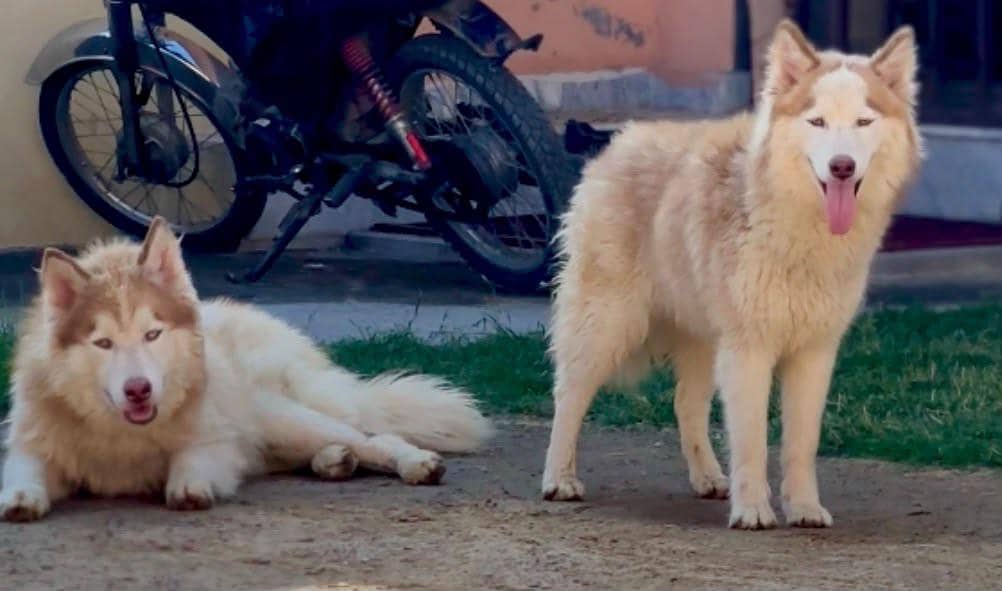 husky pair 0