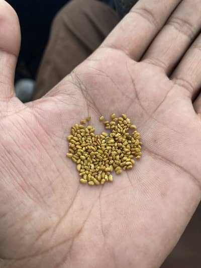 Alfa alfa seeds black lucerne