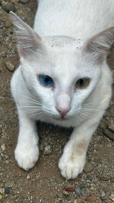 Beautiful and Active Kitten / Cat for Sale