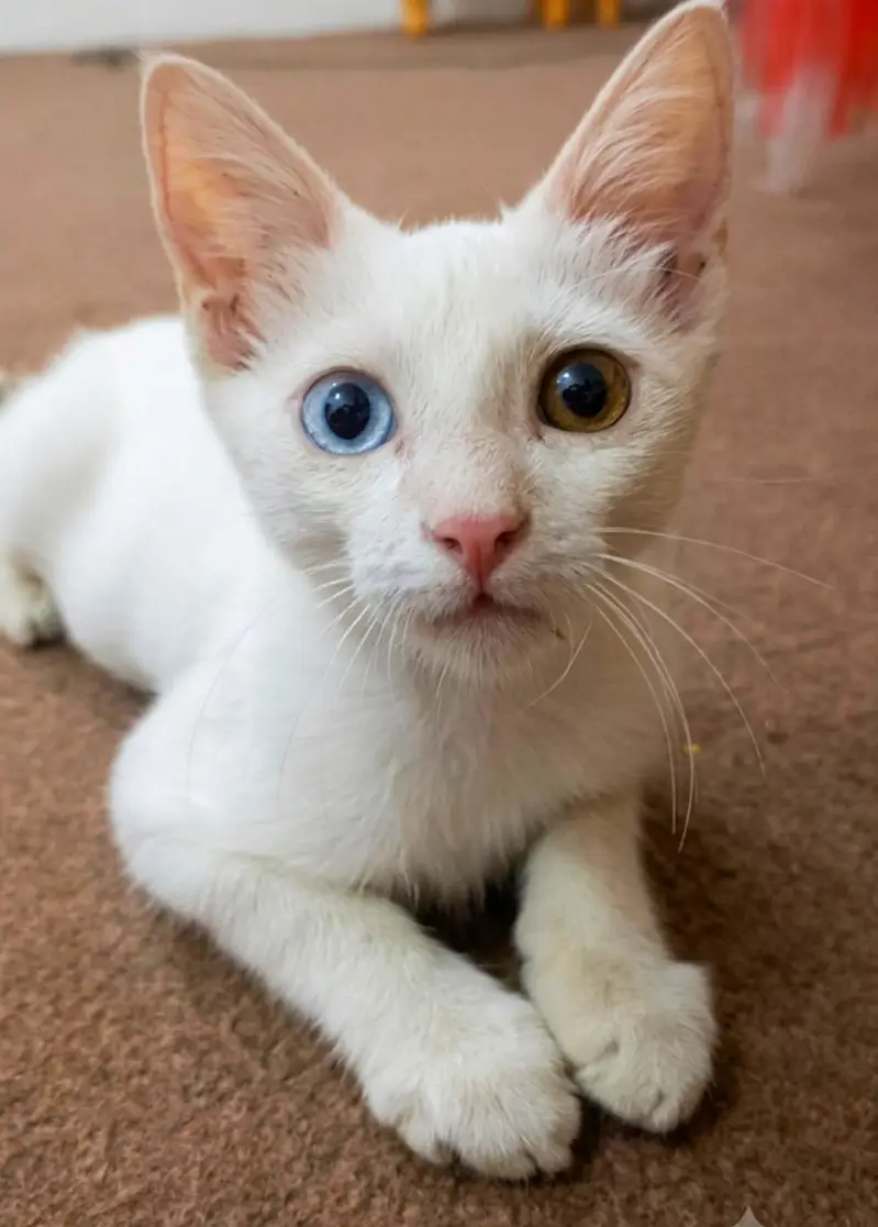 Beautiful and Active Kitten / Cat for Sale — photo 2